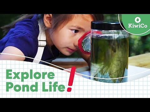 Make Your Own Pond Ecosystem In a Jar | Exploration Station | KiwiCo