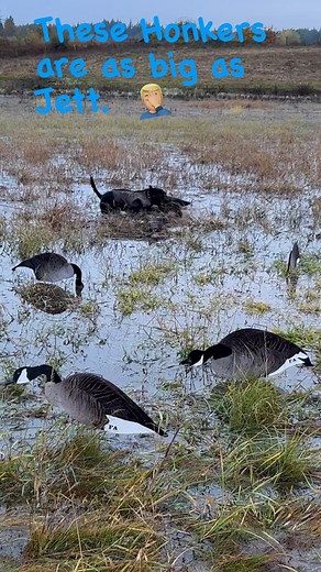 Big honkers today in the FA Skinnies. | Final Approach Waterfowl