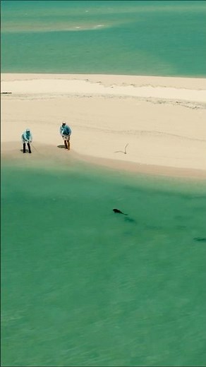 Epic Drone Shot: Fly Fishing for Giant Trevally on the Beach