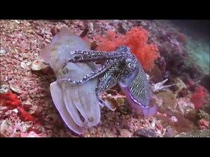 Spectral discrimination in color blind animals via chromatic aberration and pupil shape