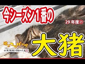 【猪猟】今シーズン１番の大猪！（閲覧注意）