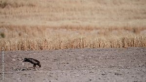 Hieraaetus pennatus - The booted eagle is a species of accipitriform bird in the Accipitridae family