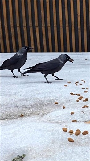 Jackdaws Take Turns Taking Food 😄