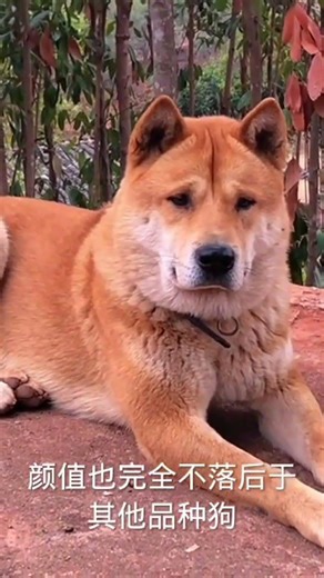 My Local Village Guardian Dog — A Loyal, Fearless, and Heartwarming Chinese Rural Dog Who Patrols Ou