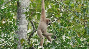 Gibbon gracefully swinging among trees in natural habitat. Wildlife conservation.
