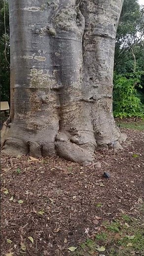 Baobab Tree (Adansonia digitata) in Fairchild Tropical Botanic Garden).