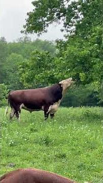 Rufus trimming the trees #rufusthebull