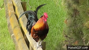 Rooster Crowing Compilation - Rooster Sound Effect on Make a GIF