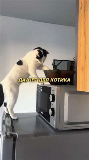 Не покупай коту это, пока не увидишь. Арт. на мальт-пасту — #WW212356 (копируй и вставляй на WB)