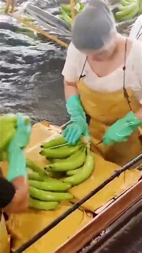 Satisfying Banana Processing Skills! #shorts