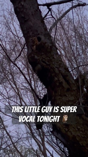 Our screech #owl neighbor is feeling really vocal this evening #soundsofnature #wildlifesounds