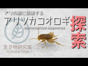 【好蟻性生物 】アリの巣に居候するアリヅカコオロギを探す Myrmecophilus sapporensis 【Ants cricket】