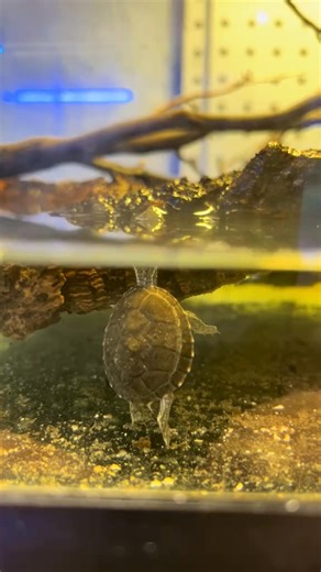Stinkpot on his tip toes #turtle #fyp #reptiles #babyanimals #animals #fypシ゚viralシfypシ゚viralシalシ #foryoupagereels #viralchallenge | Nicksanimals
