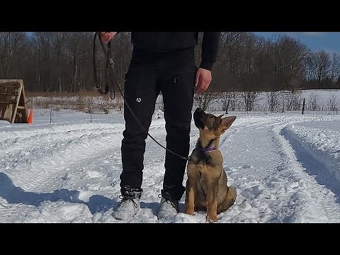 How dogs LEARN and THINK