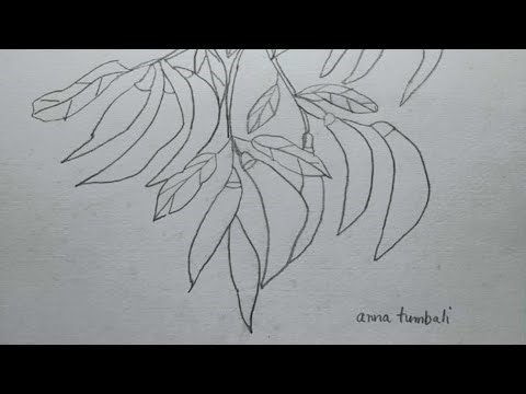 Drawing Chilly Peppers on a Branch #drawing #sketch #chillypepper #chillies