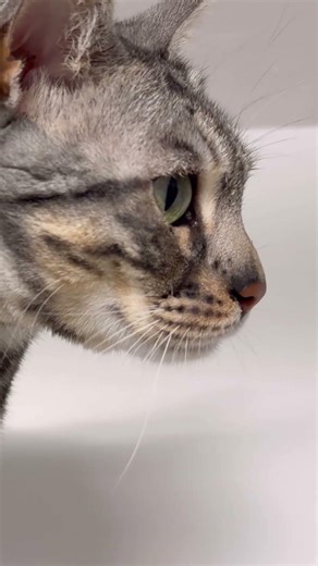 Sad meowing Bengal cat