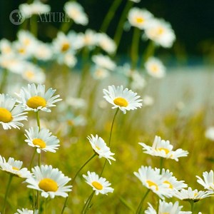 3.4K views · 140 reactions | Two more weeks until "American Spring LIVE!" What are you hoping to see? | Nature | PBS | Facebook