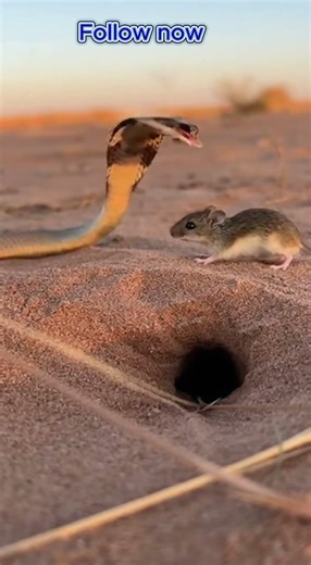 🐍 뱀 vs 쥐… 숨막히는 15초 대치