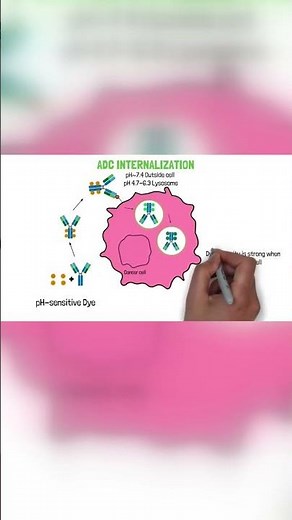Ever wondered how Antibody-Drug Conjugate internalization works?