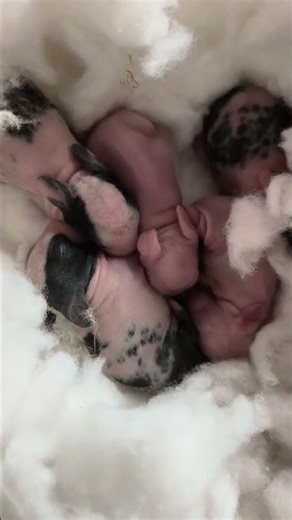 New born cute cute Rabbit babies 🐰🐇