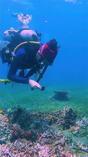“Every time I slip into the ocean, it’s like going home” - Sylvia Earle #marineresearch