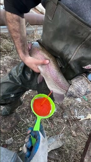 How do fish give birth to their babies? #facts