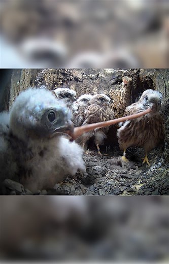 29K views · 1.2K reactions | The kestrel chicks discover that worms are stretchy  #kestrel #birdcams #falcon #cute | Robert E Fuller | Facebook