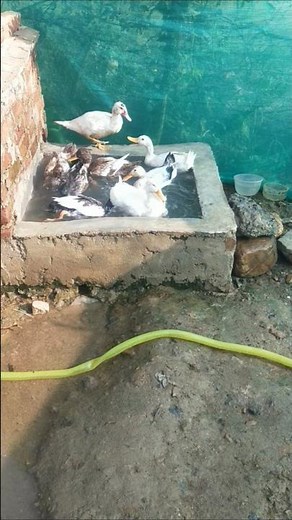 Indian runner duck enjoying water in my village farm #duckfarmer #woodduck #duckfarm #ducklife