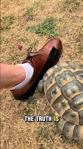 Why Do Turtles Attack Black Objects? 🐢 The Shocking Truth Explained!