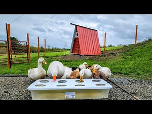 Ducks Use Too Much Water! _ Less Mess Waterer // Whitt Acres