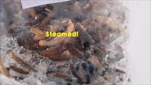 We will be attempting the use black soldier flies as a mud crab feed, the files are known for a high protein content. We will begin testing very soon! Will keep everybody updated! | RAS Aquaculture