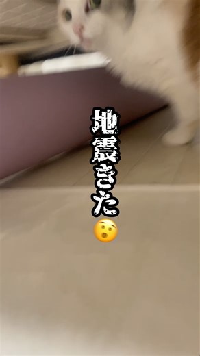 ⚠️急に地震きたら猫の反応🐈 | 20251212 #catvideos #今日のみーちゃん