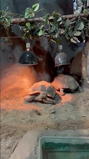 Resilient African Spurred Tortoise at Blue Planet Aquarium #aquarium #tortoise