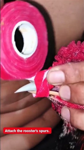 Attach The Rooster Spurs #birds #roosterfarm #aseelmurga #chicken #freerangechickens #animals #viral