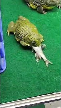 African bullfrog eats big fish