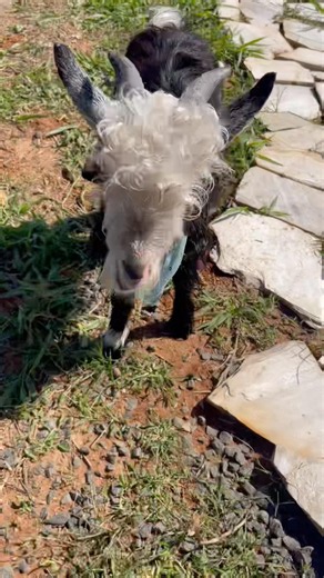 🐐 Fui gravar o mini cabrito… e ele atacou meu celular 😂