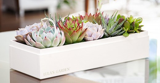 Succulent Gifts | Corporate Gifting | Lula's Garden