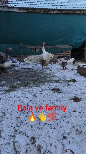 #shorts #shortvideo #shortsvideo #keşfet #short