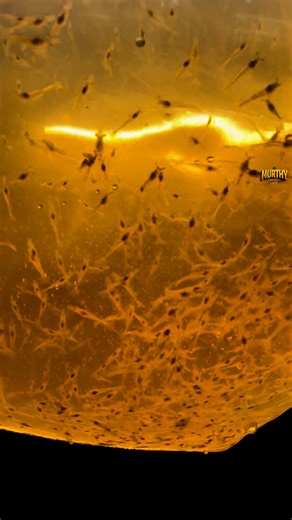 Murthy Vlogs | Vizag part:2 🦐🦐 . . . . . . . . . . . . #aquaculture #vanamei #bhimavaram #instagram #viral #traveler #aqua #viralreels ##fyp #farming... | Instagram