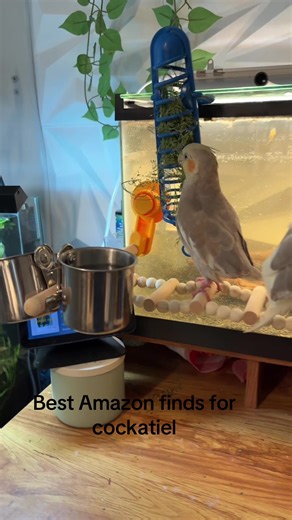 Best Amazon find for my cockatiel! 🐦✨ Suction cup perch = game changer 🙌 Link in comments 👇 #Cockatiel #BirdTok #AmazonFinds #PetTok #ParrotTok