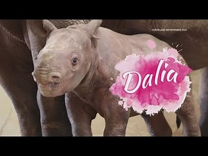 Cleveland Metroparks Zoo's new baby rhino makes her public debut