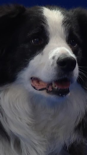 NBC Entertainment on Instagram: "The Border Collie is the definition of discipline and determination! Watch #TheNationalDog Show presented by Purina on Thanksgiving Day on NBC & Peacock"