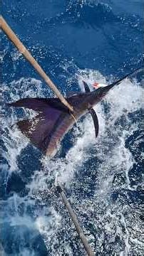 ‼️Fastest Fish In The Ocean SAIL FISH Approximate Speed 110km/H #fastfish #hugefish #worldsfastest