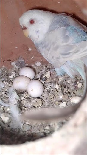 lace wing Rad eye Rainbow budgies working pair