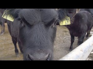 "Extrawurst" - stress-free slaughtering