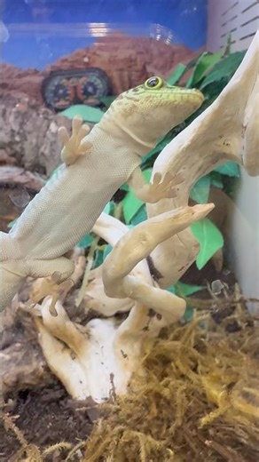 🐊Cute Geico lizard climbing up a glass aquarium 🐊