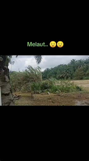 Update terkini keadaan Sg Selangor. Trend air menyurut tapi dijangka akan kembali naik jika hujan berterusan.. Timing yg sesuai utk memburu BEM, tapi sentiasalah utamakan keselamatan diri & harta benda.. #rivermonsterhunter #ikanpredator #invasivespecies #sungaiselangor | River Monster Hunter