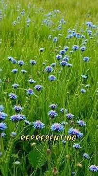 The Cornflower's Secret