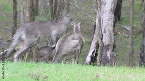 Tracking shot of a kangaroo hopping in a forest
