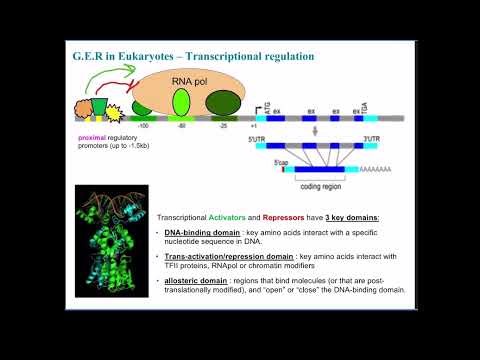 Week 5.2-Euk GER II-lecture recording